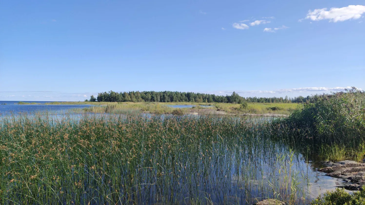 Swedish Summer.